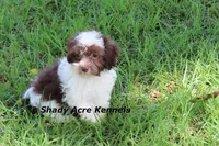 RobinHood, a male Havamalt for sale in Macon, GA – 5 of 10