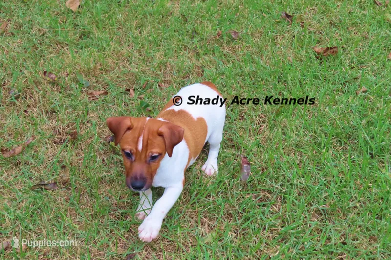 Smooth Shorty Cheff – Jack Russell Terrier puppy for sale in Macon, GA