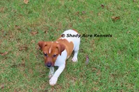 Smooth Shorty Cheff, a male Jack Russell Terrier for sale in Macon, GA – 1 of 8