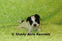 Pinther, a male Shih Tzu for sale in Macon, GA – 2 of 5