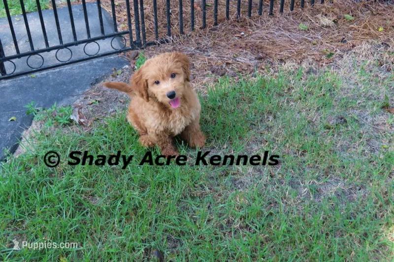 F1b Mini Golden Laroy--average weight 30# – Miniature Goldendoodle puppy for sale in Macon, GA