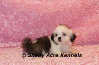 Tiny Fidelia-Ready , a female Shih Tzu for sale in Macon, GA – Photo 3 of 8
