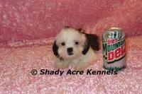 Tiny Fidelia-Ready , a female Shih Tzu for sale in Macon, GA – Photo 8 of 8