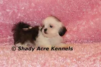 Tiny Fidelia-Ready , a female Shih Tzu for sale in Macon, GA – Photo 2 of 8