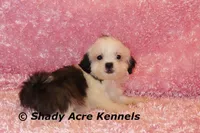 Tiny Fidelia-Ready , a female Shih Tzu for sale in Macon, GA – Photo 4 of 8