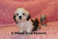 Tiny Fidelia-Ready , a female Shih Tzu for sale in Macon, GA – Photo 6 of 8