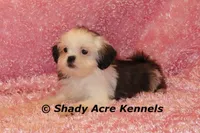 Tiny Fidelia-Ready , a female Shih Tzu for sale in Macon, GA – Photo 1 of 8