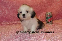 Tiny Fidelia-Ready , a female Shih Tzu for sale in Macon, GA – Photo 5 of 8