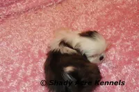 Tiny Fidelia-Ready , a female Shih Tzu for sale in Macon, GA – Photo 7 of 8