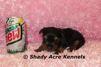 Pagoda-Ready 3-12-AKC registration available, a female Yorkshire Terrier for sale in Macon, GA – Photo 6 of 9