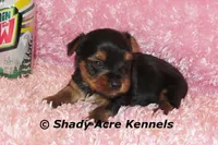 Pagoda-Ready 3-12-AKC registration available, a female Yorkshire Terrier for sale in Macon, GA – Photo 5 of 9