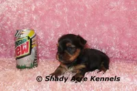 Pagoda-Ready 3-12-AKC registration available, a female Yorkshire Terrier for sale in Macon, GA – Photo 3 of 9