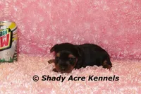 Pagoda-Ready 3-12-AKC registration available, a female Yorkshire Terrier for sale in Macon, GA – Photo 4 of 9