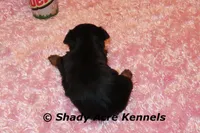 Pagoda-Ready 3-12-AKC registration available, a female Yorkshire Terrier for sale in Macon, GA – Photo 7 of 9