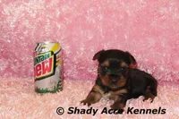 Pagoda-Ready 3-12-AKC registration available, a female Yorkshire Terrier for sale in Macon, GA – Photo 1 of 9