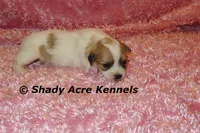Magnolia, a female Shichon for sale in Macon, GA – 1 of 7