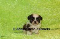 Killer, a male Shih Tzu for sale in Macon, GA – 1 of 7
