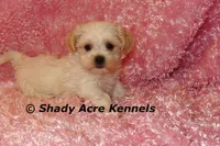 Diamond, a female Mal Shi for sale in Macon, GA – 3 of 10