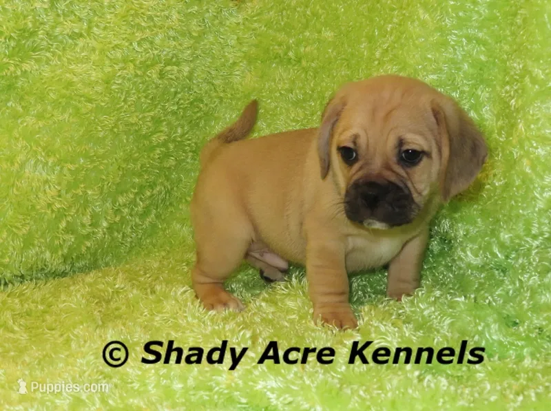 Bear – Puggle puppy for sale in Macon, GA