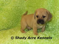 Bear, a male Puggle for sale in Macon, GA – 2 of 8