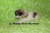 Girrett, a male Mal Shi for sale in Macon, GA – 3 of 7
