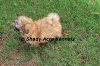 Gibson, a male Mal Shi for sale in Macon, GA – 9 of 10