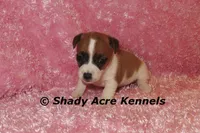 Nadine, a female Jack Russell Terrier for sale in Macon, GA – 4 of 6