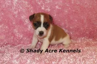 Nadine, a female Jack Russell Terrier for sale in Macon, GA – 6 of 6