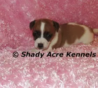 Nadine, a female Jack Russell Terrier for sale in Macon, GA – 2 of 6