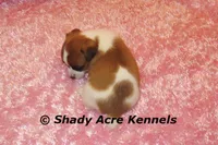 Nadine, a female Jack Russell Terrier for sale in Macon, GA – 5 of 6