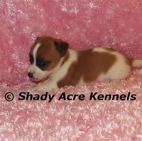 Nadine, a female Jack Russell Terrier for sale in Macon, GA – 3 of 6