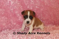Nadine, a female Jack Russell Terrier for sale in Macon, GA – 1 of 6