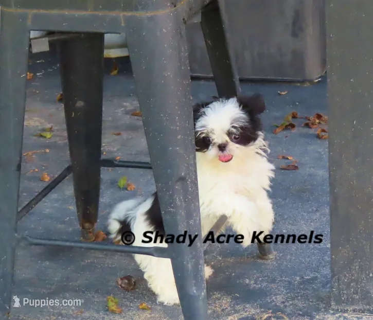 Pimela--5-6 lb grown – Shih Tzu puppy for sale in Macon, GA