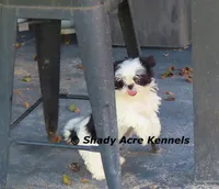 Pimela--5-6 lb grown, a female Shih Tzu for sale in Macon, GA – 1 of 8