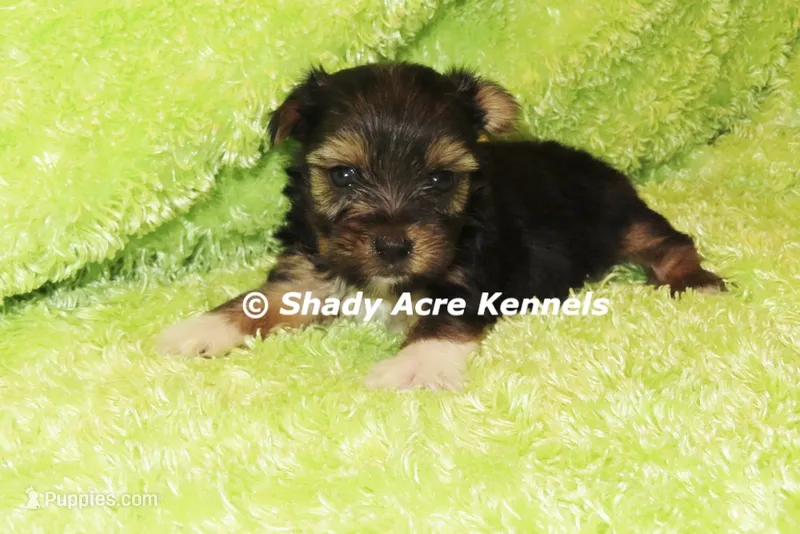 Buckaroo-AKC registration available – Yorkshire Terrier puppy for sale in Macon, GA