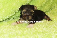 Buckaroo-AKC registration available, a male Yorkshire Terrier for sale in Macon, GA – 3 of 8