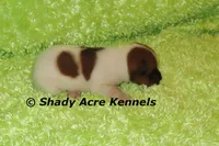 Smooth Shorty Cheff, a male Jack Russell Terrier for sale in Macon, GA – 2 of 5