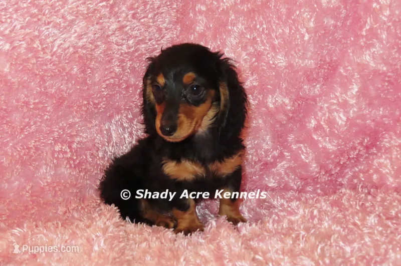 Long coat Lola--AKC registerable – Miniature Dachshund puppy for sale in Macon, GA