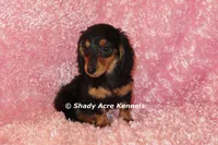 Long coat Lola--AKC registerable, a female Miniature Dachshund for sale in Macon, GA – 1 of 10