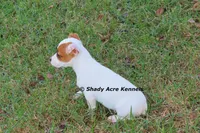 Super Tiny Shorty Anagi, a female Jack Russell Terrier for sale in Macon, GA – 6 of 7
