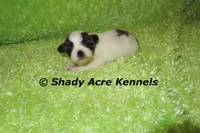 McCavity, a male Shichon for sale in Macon, GA – 6 of 8