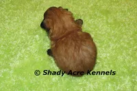 Gibson, a male Mal Shi for sale in Macon, GA – 5 of 6