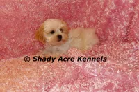 Diamond-mature weight 8-10 lb, a female Mal Shi for sale in Macon, GA – 3 of 10