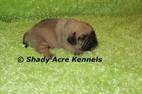 Benard, a male Puggle for sale in Macon, GA – 5 of 8