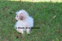 McCavity--Parent pics too, a male Shichon for sale in Macon, GA – 3 of 8