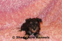 Espirit, a female Miniature Schnauzer for sale in Macon, GA – 4 of 6