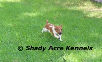 Elbert, a male Jack Russell Terrier for sale in Macon, GA – 2 of 8