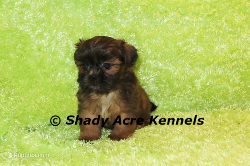 Kin – Shih Tzu puppy for sale in Macon, GA