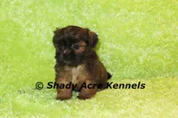 Kin, a male Shih Tzu for sale in Macon, GA – 1 of 9