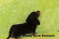 Long Coat Loddy, a female Miniature Dachshund for sale in Macon, GA – 7 of 7